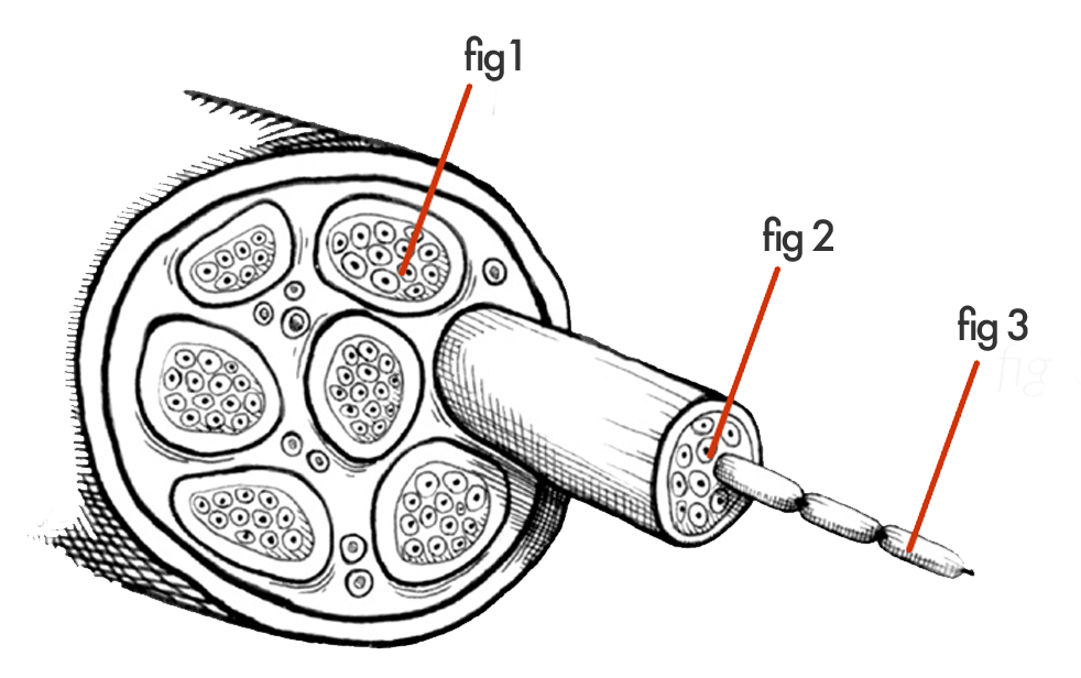 Diagram showing nerve structure: axons protected by myelin fibres.